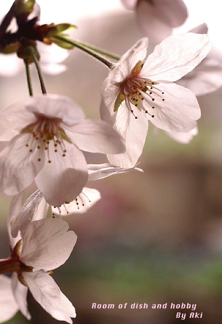 桜(日中シンクロ撮影です。)　_b0033423_744402.jpg