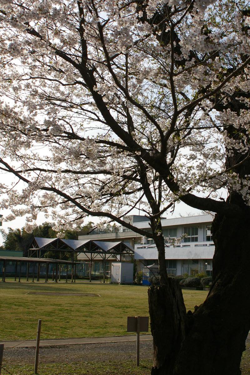 sakura _c0107924_2261750.jpg