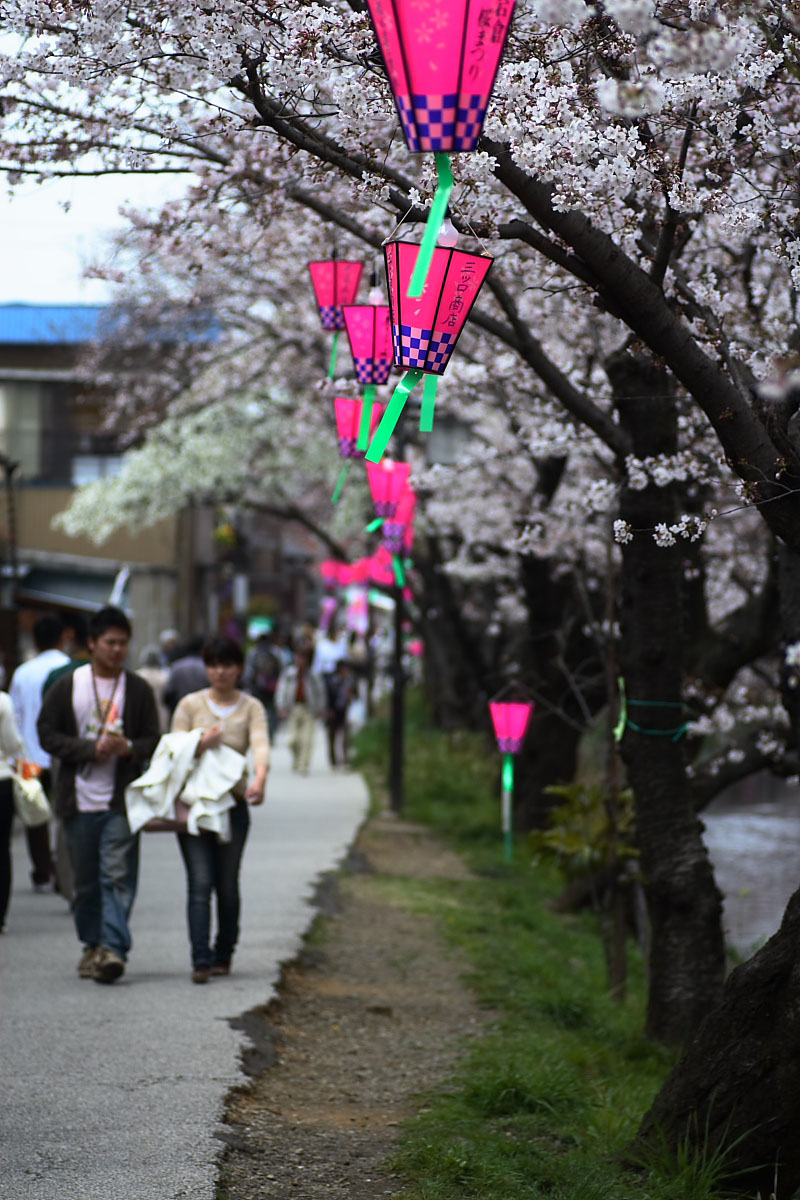 千本桜_c0104226_951577.jpg