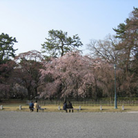 京都要庵歳時記　『京都御所の桜／花見の由来』（3）_d0033734_11592850.jpg