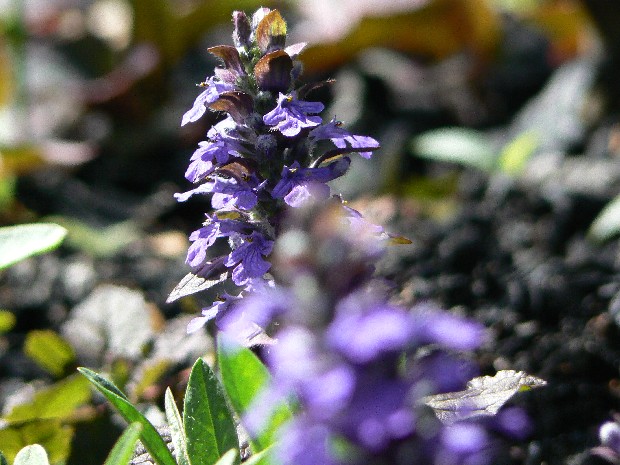 e0083238_2346058.jpg