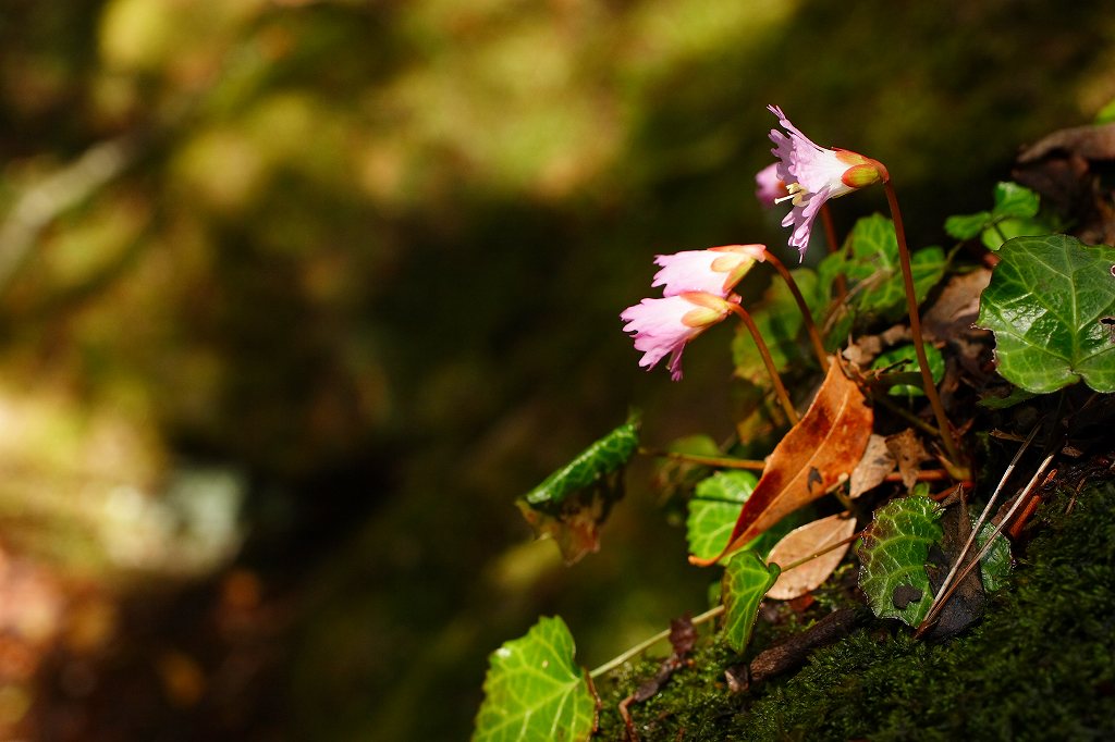 岩から生まれる花_c0008948_1585379.jpg