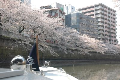 ちょうど桜が満開で・・・・・_c0027849_20531834.jpg