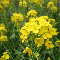 ナノハナ_a0068250_1452699.jpg