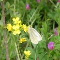ナノハナ_a0068250_1481625.jpg