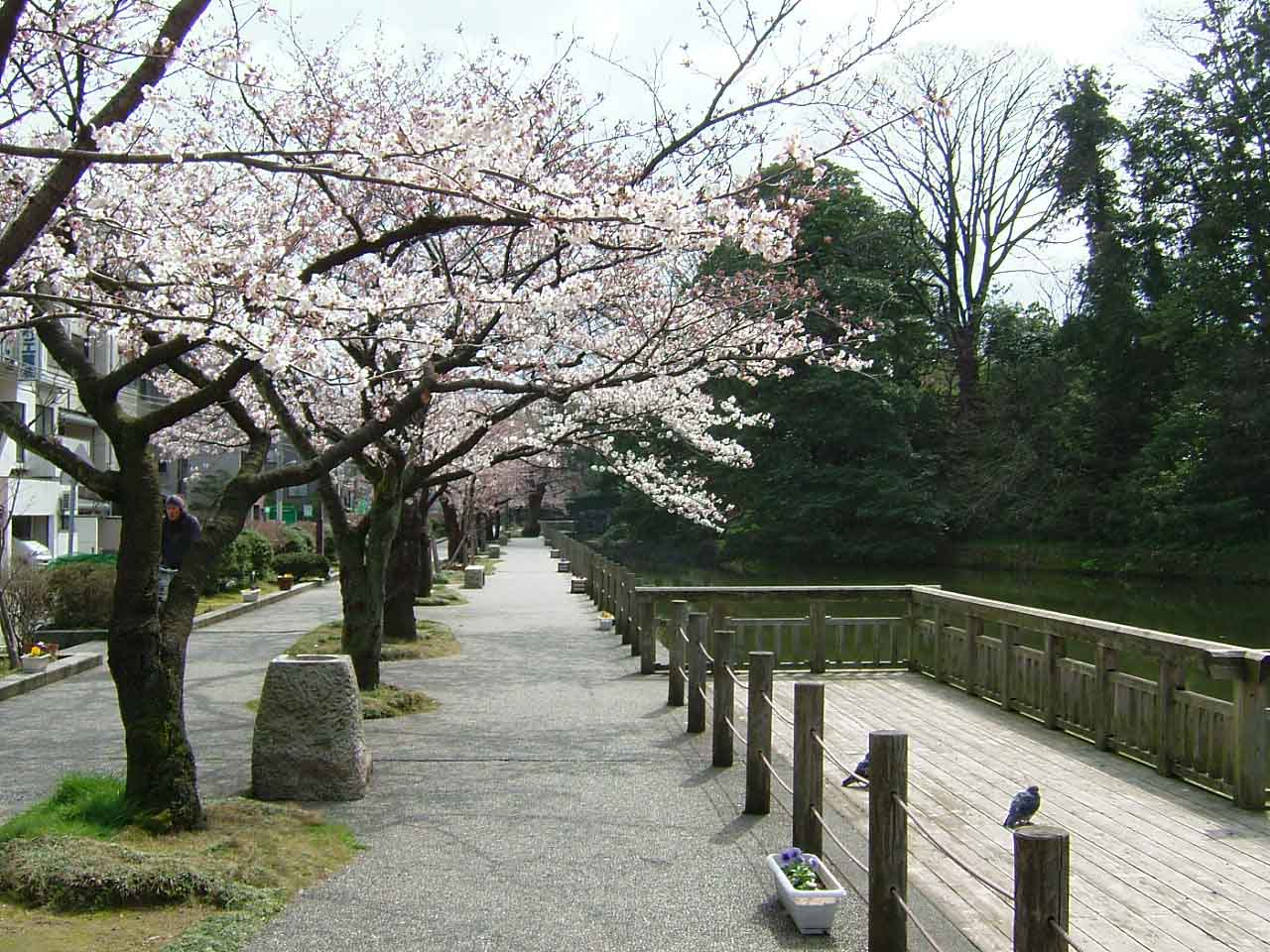 桜がいい感じ_c0110051_16151844.jpg