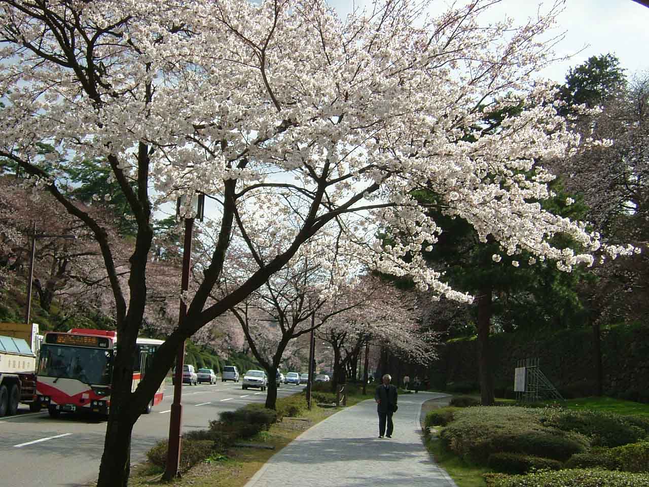 桜がいい感じ_c0110051_16161662.jpg