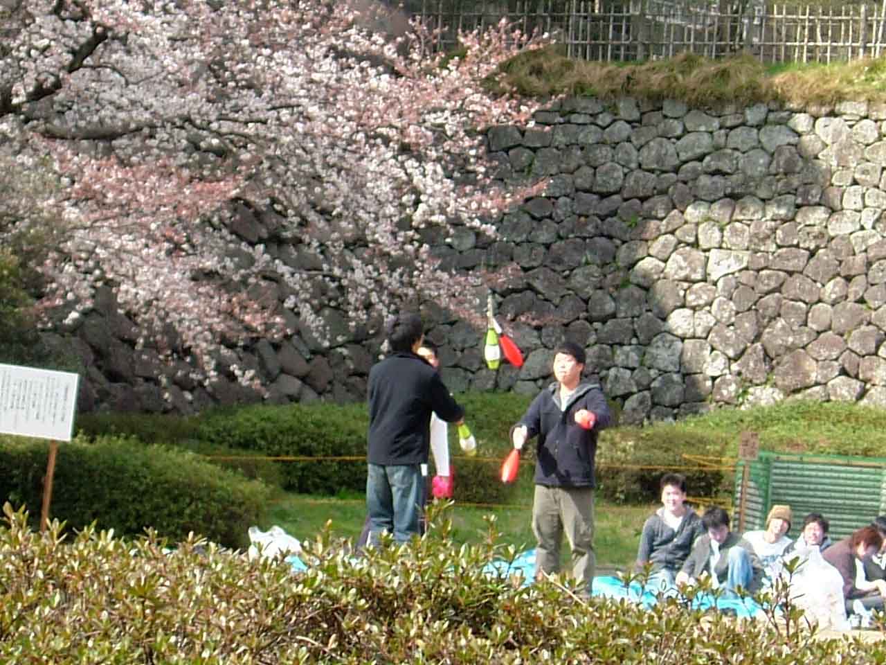桜がいい感じ_c0110051_16172526.jpg