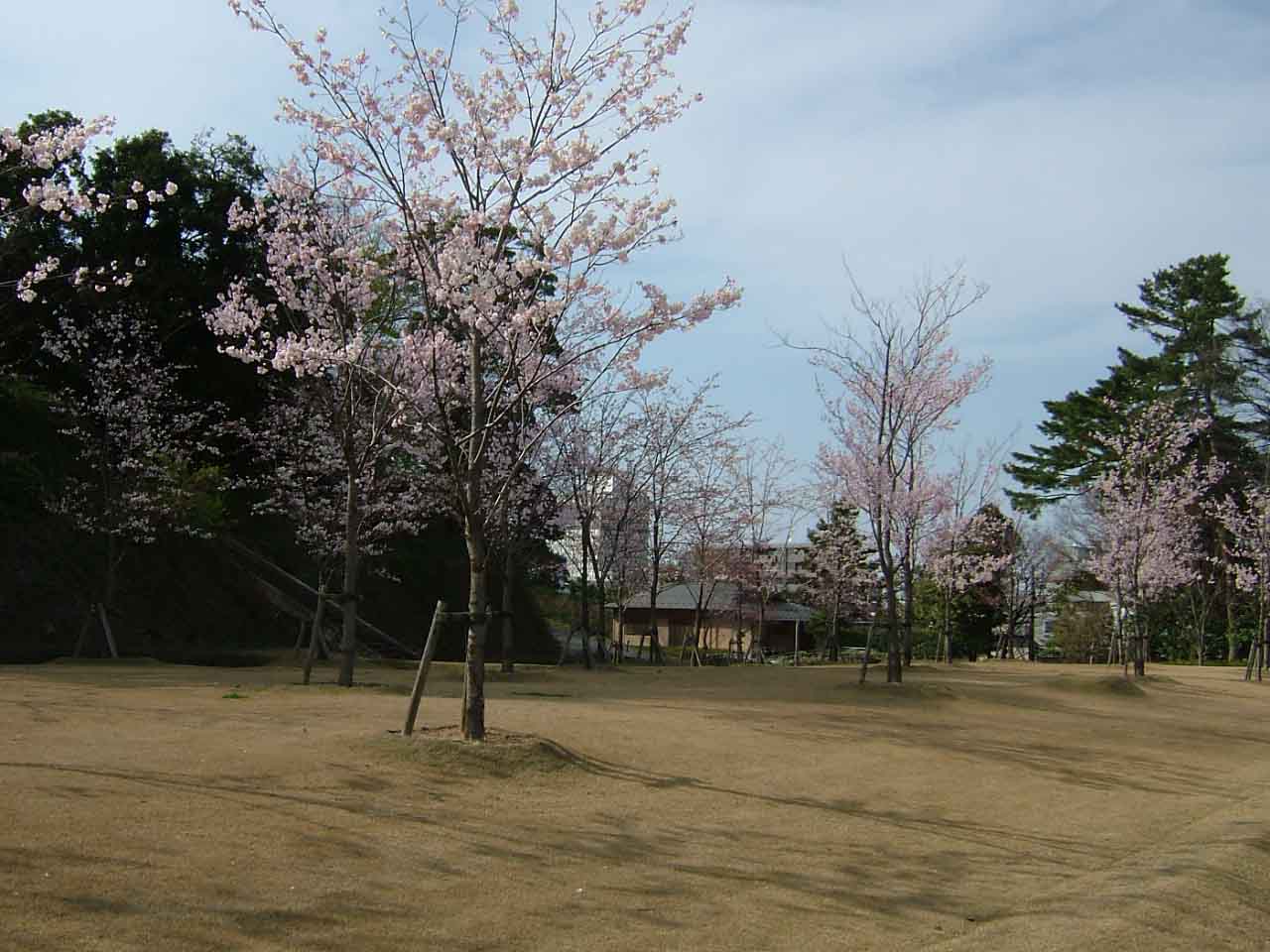 桜がいい感じ_c0110051_16184816.jpg