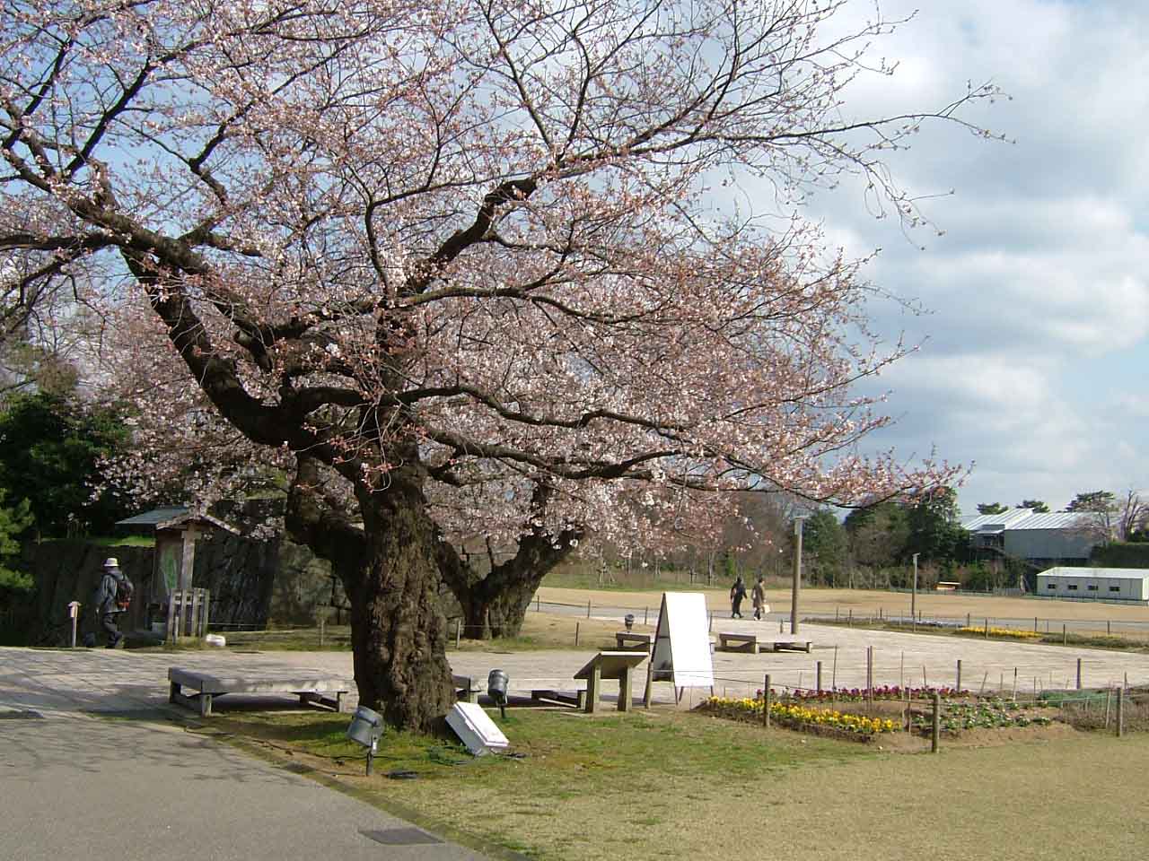 桜がいい感じ_c0110051_1619536.jpg