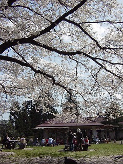 ぎりぎり間に合った～お花見へ♪_f0074254_22452012.jpg