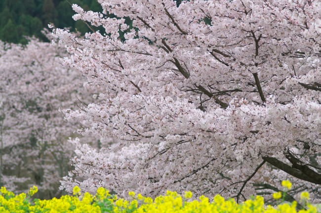 　　　橘寺　甘樫丘　石舞台の春爛漫_f0046158_21235732.jpg