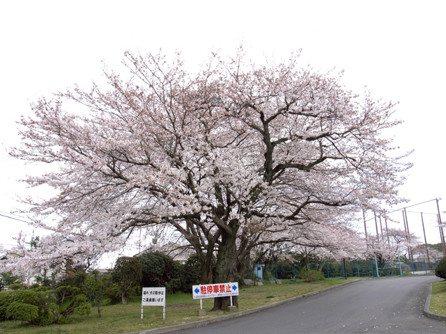 桜便り２_f0080267_18273357.jpg