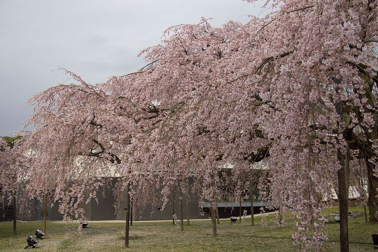 京都桜撮影会（醍醐寺－４）_f0044370_20463530.jpg