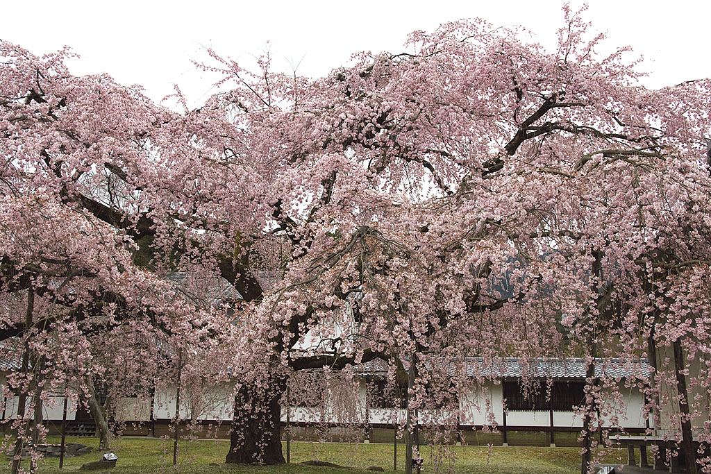 京都桜撮影会（醍醐寺－４）_f0044370_20495878.jpg