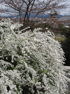 春の旅行〜〜京都_f0000172_23412916.jpg