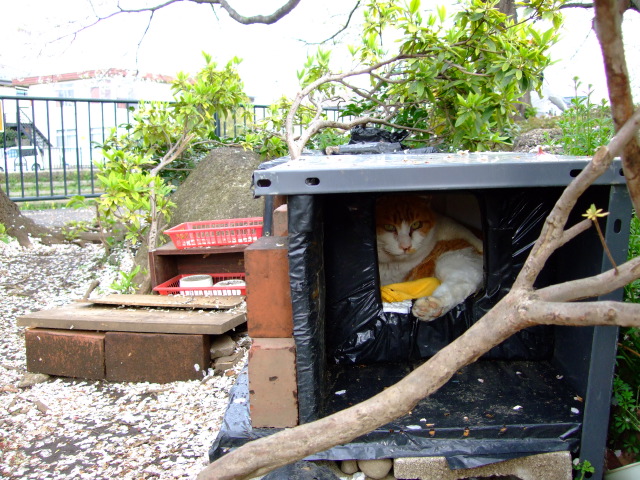 立派な廃材ハウスに住んでます デジカメ野良猫日記 立派な廃材ハウスに住んでます デジカメ野良猫日記