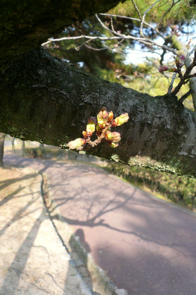 　今頃はもう満開かな？_e0063278_2020183.jpg