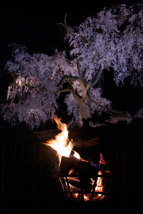 円山公園の夜桜_e0051888_054394.jpg