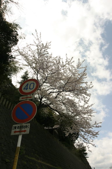 野島病院前の県道沿いの桜_f0138600_21514799.jpg