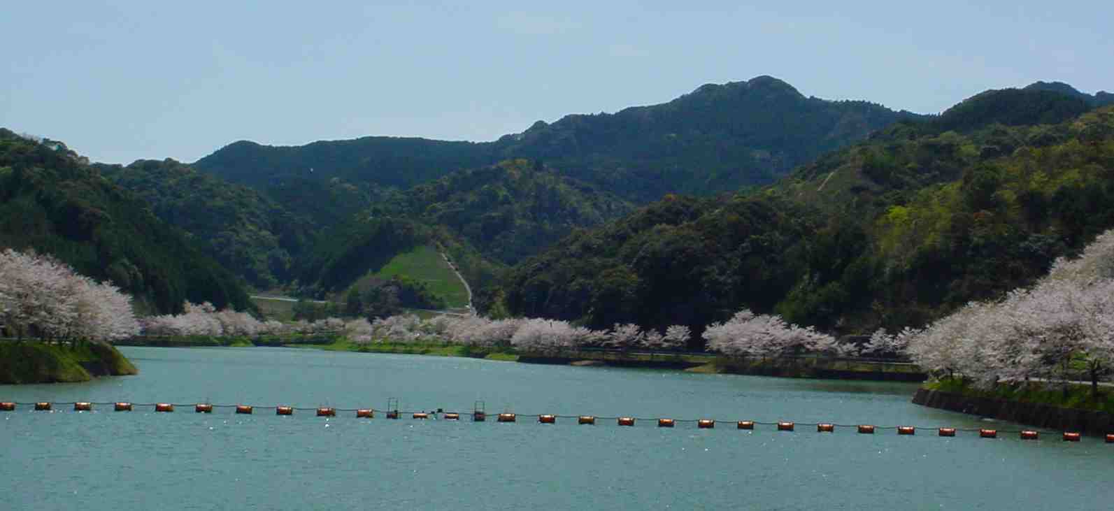 今年の桜_f0040201_13323091.jpg