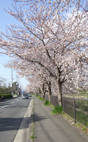 高野川桜通信４・渋滞と逆光と～朝の比叡山と京都駅の夕方_c0069903_6302668.jpg