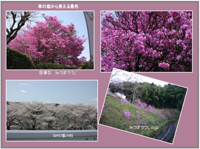 角館の桜を奥多摩見る、誕生日　_c0051105_1171662.jpg