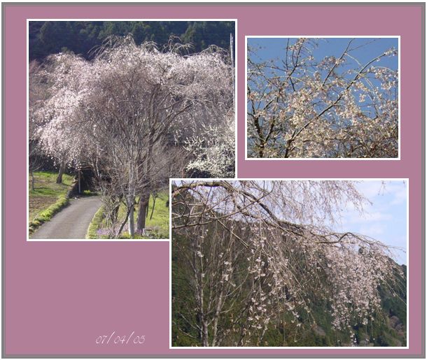 角館の桜を奥多摩見る、誕生日　_c0051105_172154.jpg