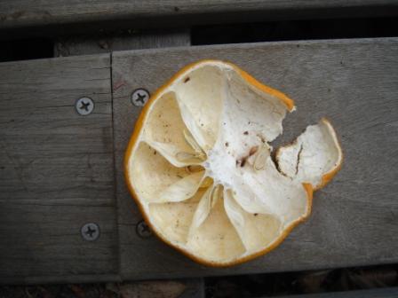 こんなにきれいに食べたのだーれだ?_b0049307_2217546.jpg