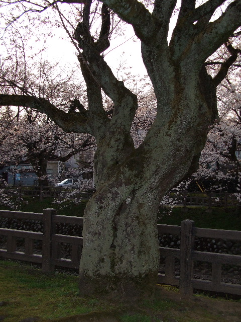 桜_c0068917_234411100.jpg