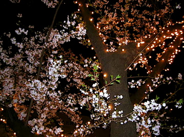 そして、夜の桜_e0016517_205177.jpg
