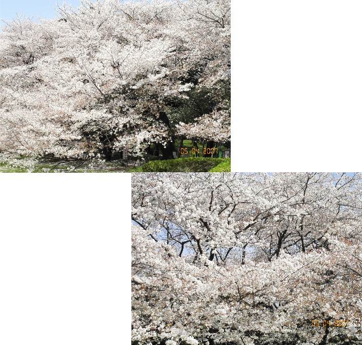 いつもの公園・桜-1_d0002224_0144774.jpg