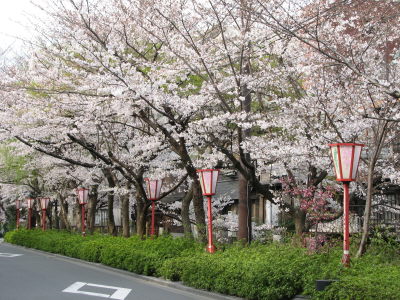 桜の木屋町通りから鴨川へ♪_f0054428_2253678.jpg