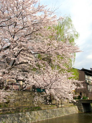 桜の木屋町通りから鴨川へ♪_f0054428_2323198.jpg