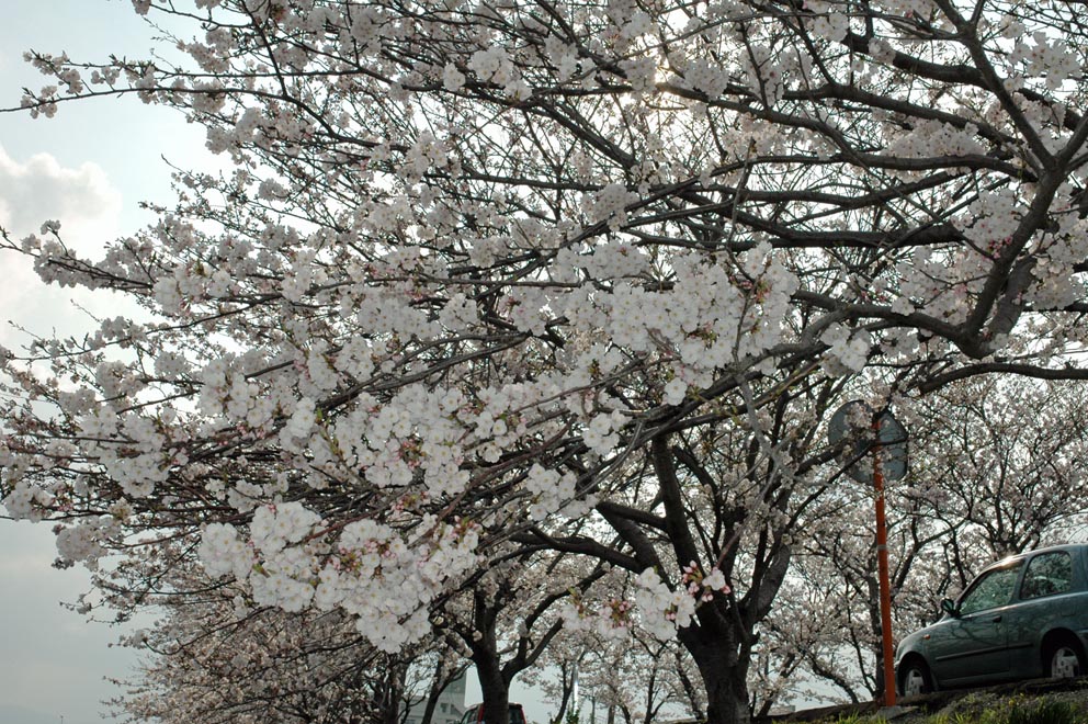桜に癒されてます・・_b0028732_2395925.jpg