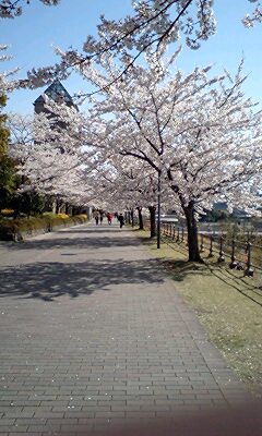 南大沢の桜_e0020941_2113048.jpg