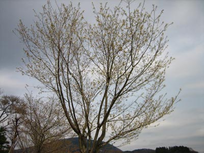 ４月６日　市内の桜開花状況_f0105342_1901920.jpg