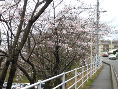 ４月６日　市内の桜開花状況_f0105342_1911125.jpg