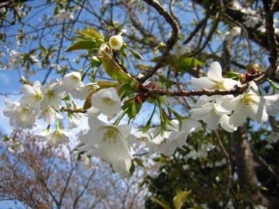 ４月６日　市内の桜開花状況_f0105342_22234421.jpg