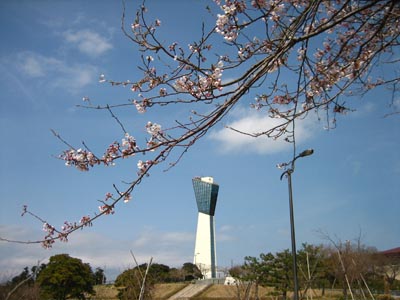 ４月６日　市内の桜開花状況_f0105342_2223699.jpg