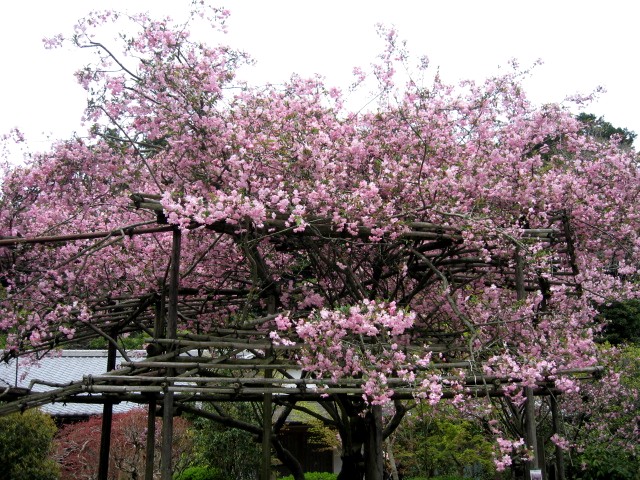 【鎌倉・長谷・光則寺の海棠】_b0009849_16291120.jpg