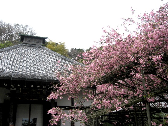 【鎌倉・長谷・光則寺の海棠】_b0009849_16302455.jpg