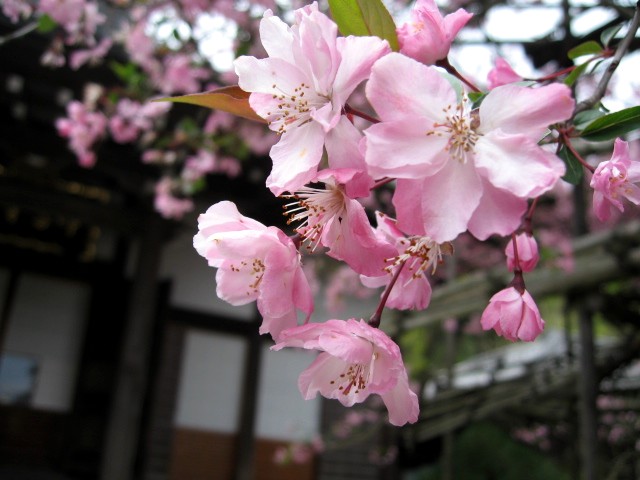 【鎌倉・長谷・光則寺の海棠】_b0009849_16304174.jpg