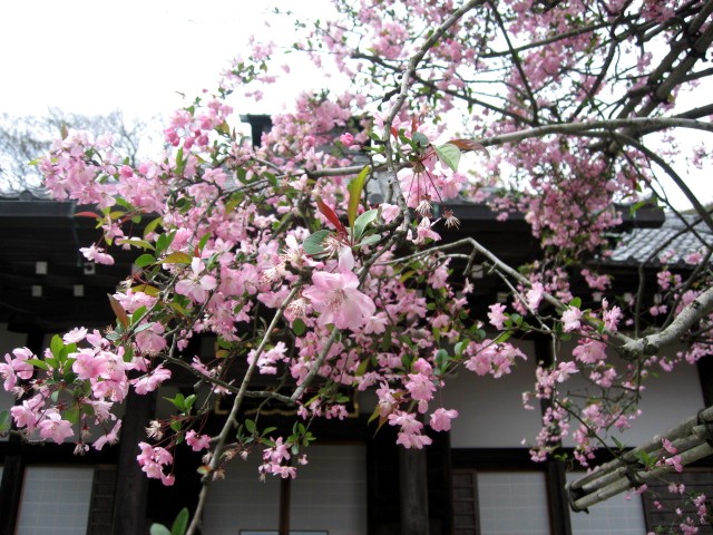 【鎌倉・長谷・光則寺の海棠】_b0009849_16311944.jpg