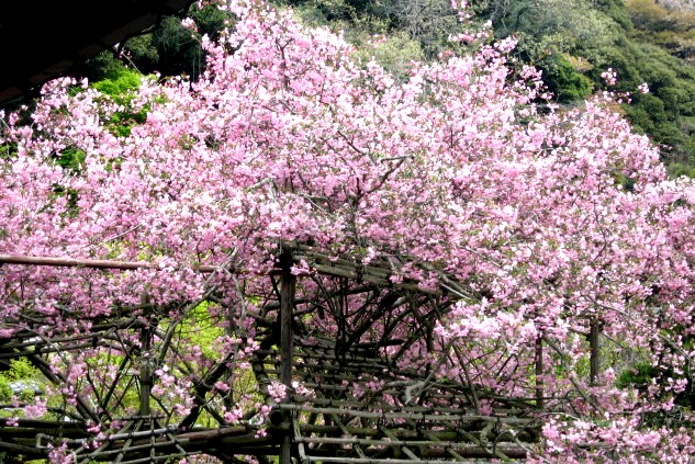 【鎌倉・長谷・光則寺の海棠】_b0009849_16314543.jpg