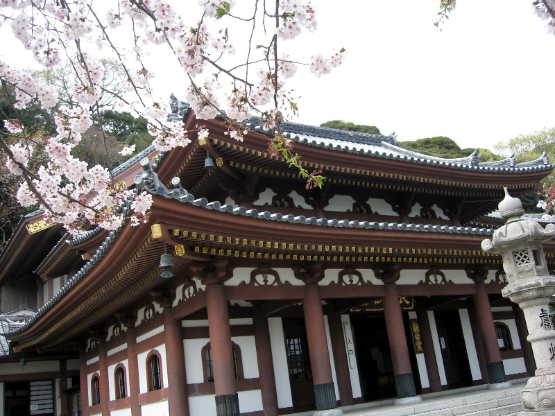 【長谷寺のソメイヨシノ】_b0009849_17101726.jpg