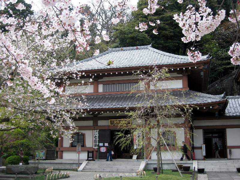 【長谷寺のソメイヨシノ】_b0009849_17152445.jpg