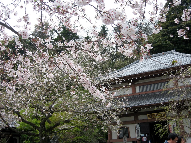 【長谷寺のソメイヨシノ】_b0009849_17164191.jpg