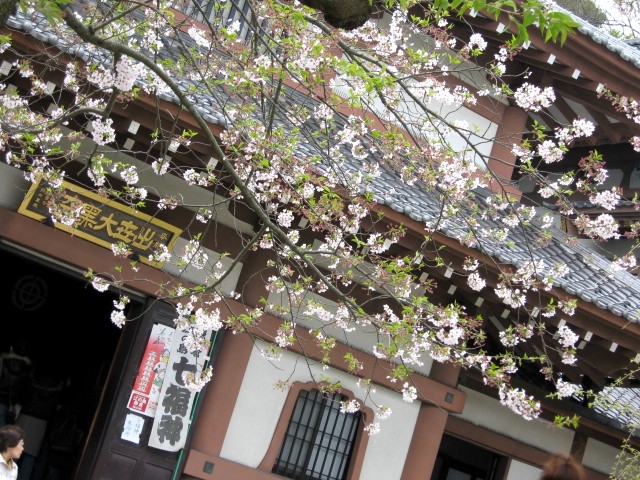 【長谷寺のソメイヨシノ】_b0009849_17172412.jpg