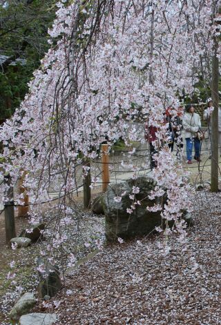 水戸「六地蔵寺」のさくら_f0089349_22423957.jpg